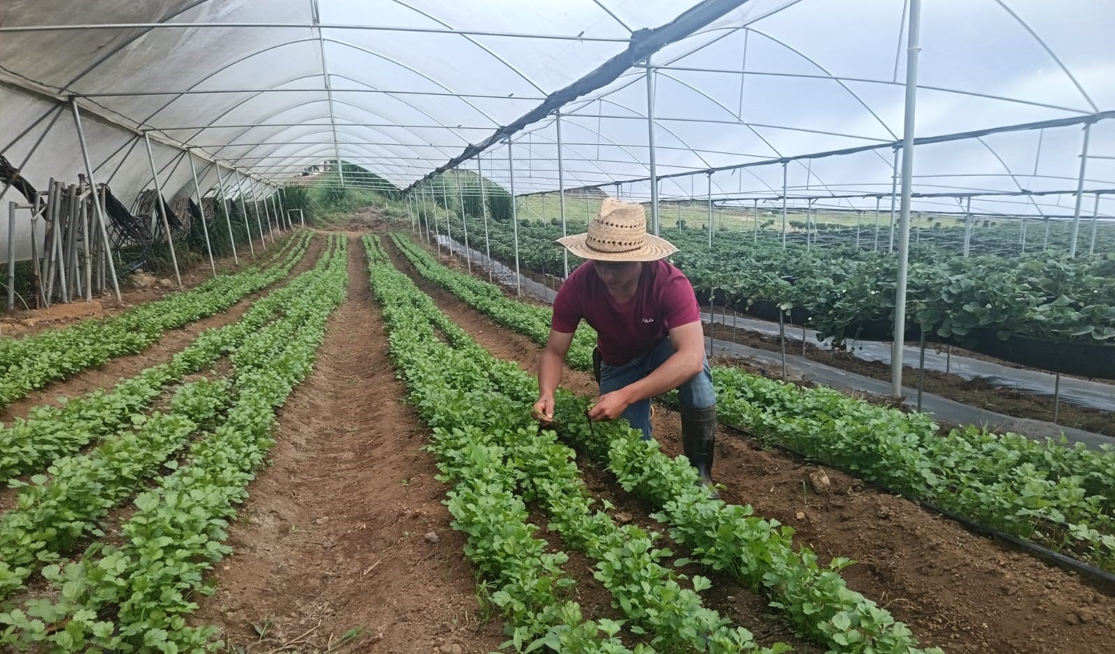 persona en cultivando